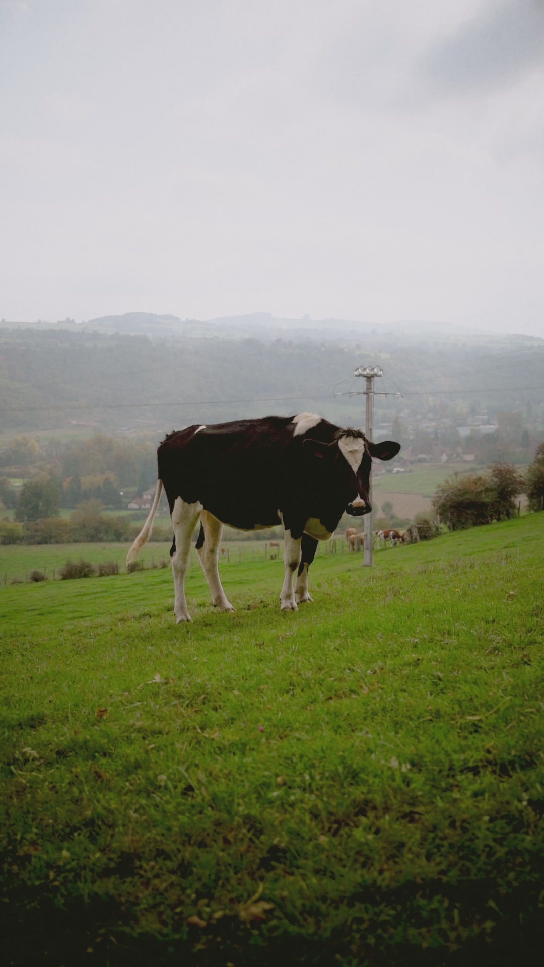 Vidéo – EVI G025 Bleu Azur, sneaker velours bleu Made in France portée