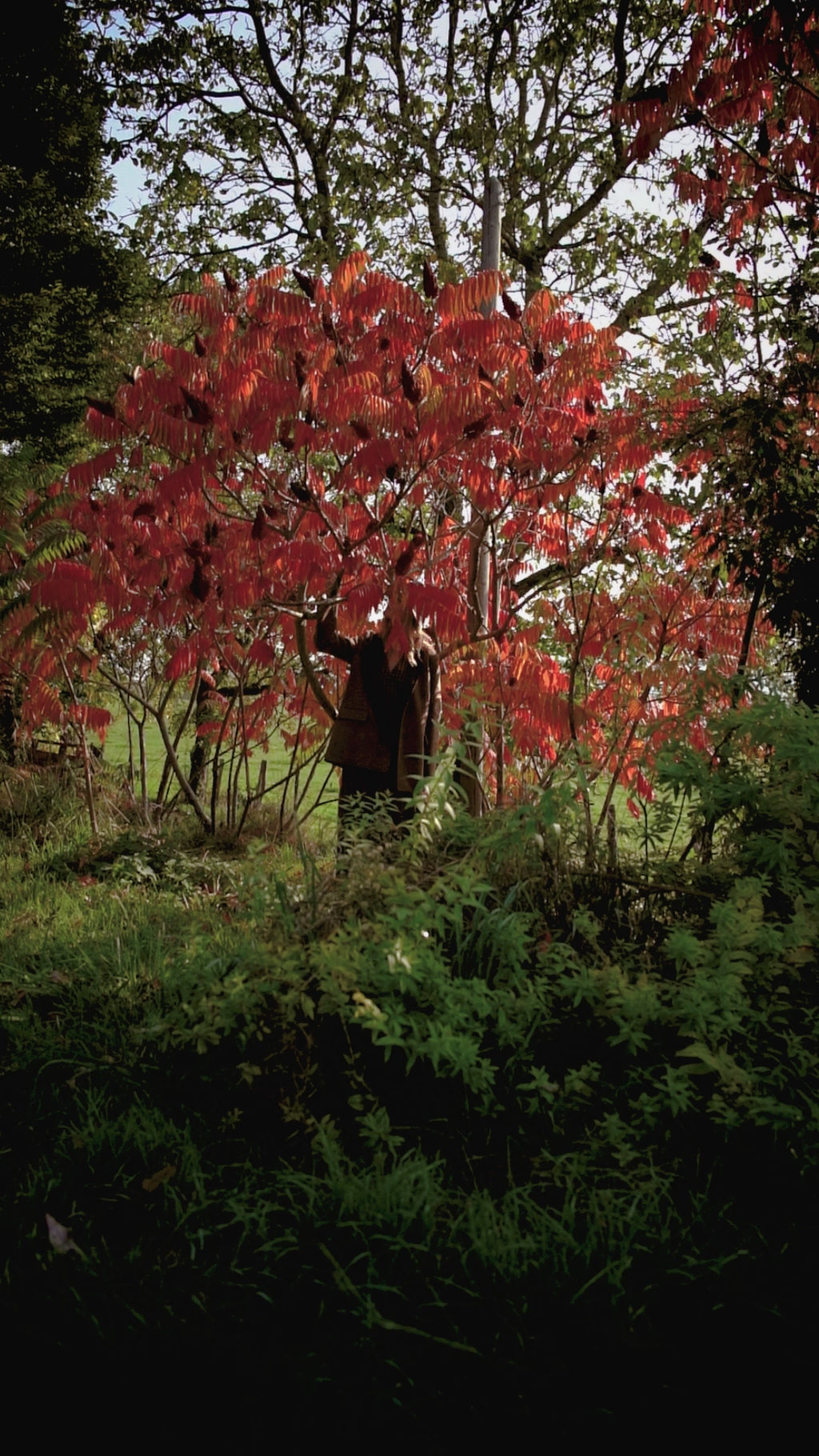 G025 : Vert Sylvestre